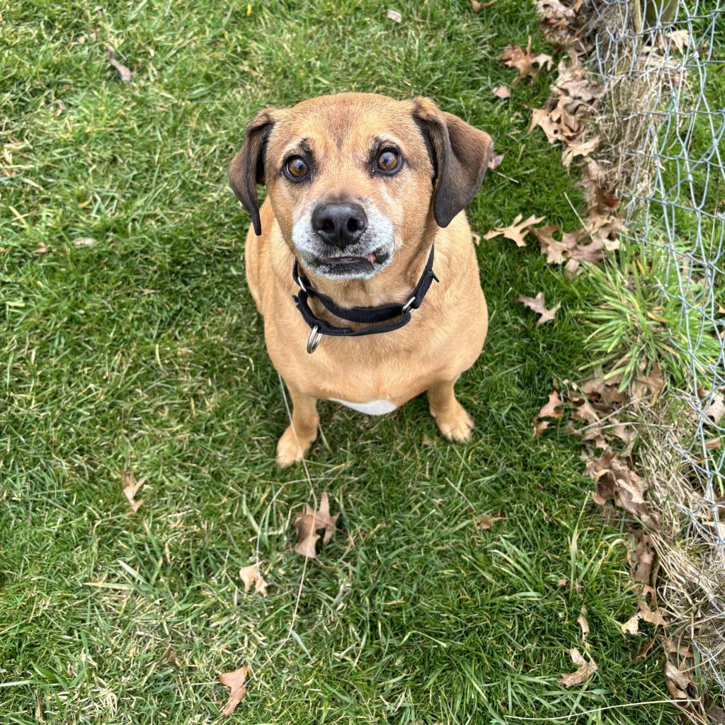 Kingston, an adoptable Mixed Breed in Beckley, WV, 25802 | Photo Image 1