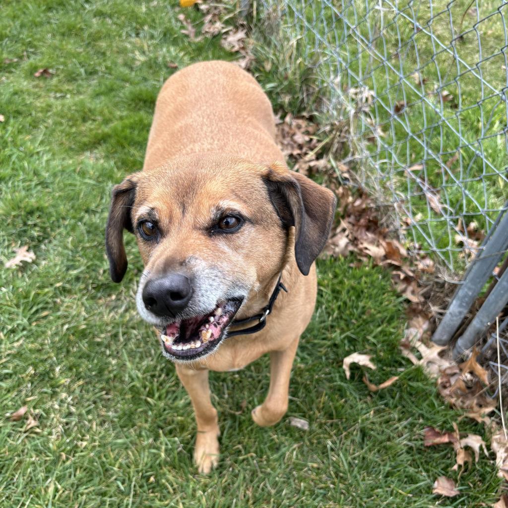 Kingston, an adoptable Mixed Breed in Beckley, WV, 25802 | Photo Image 2