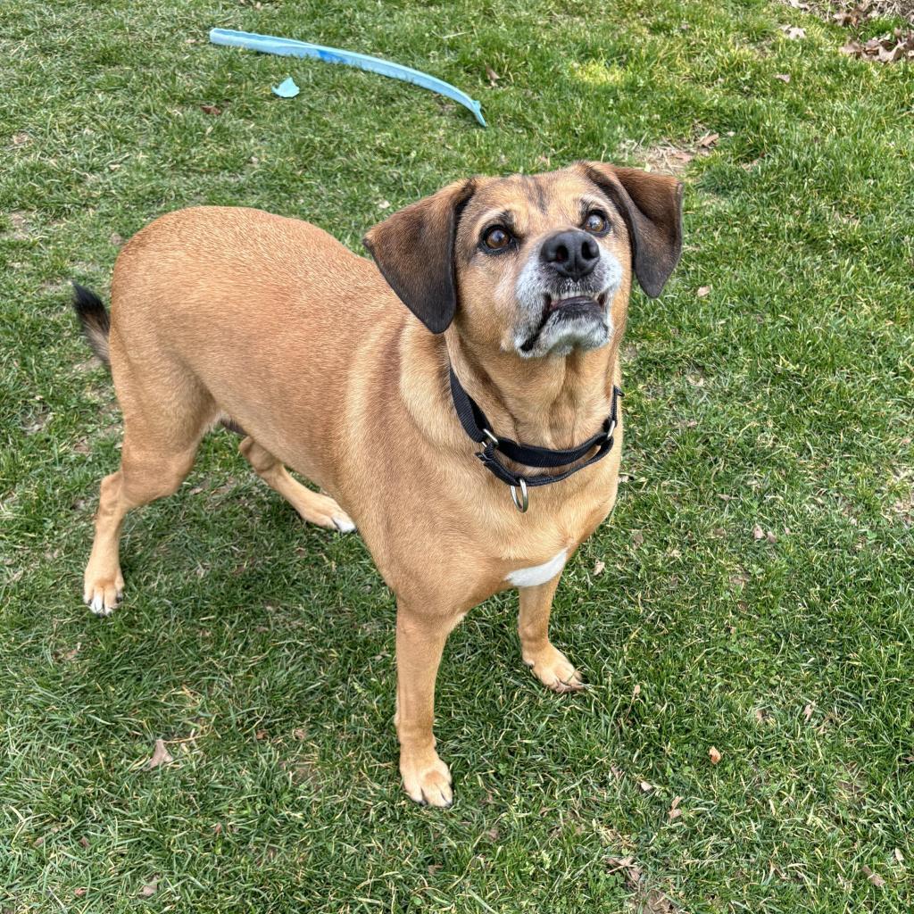Kingston, an adoptable Mixed Breed in Beckley, WV, 25802 | Photo Image 3