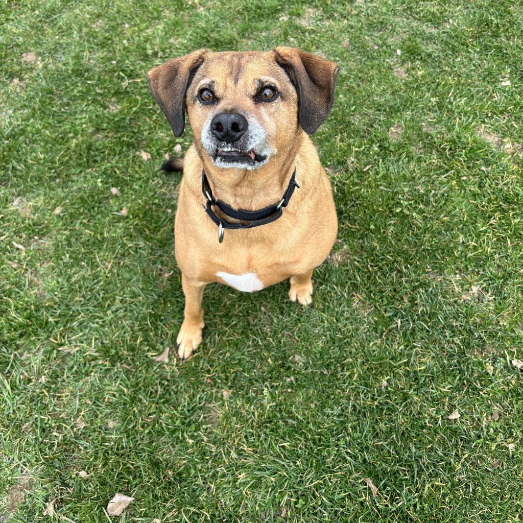 Kingston, an adoptable Mixed Breed in Beckley, WV, 25802 | Photo Image 4