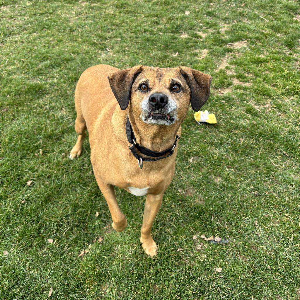 Kingston, an adoptable Mixed Breed in Beckley, WV, 25802 | Photo Image 5