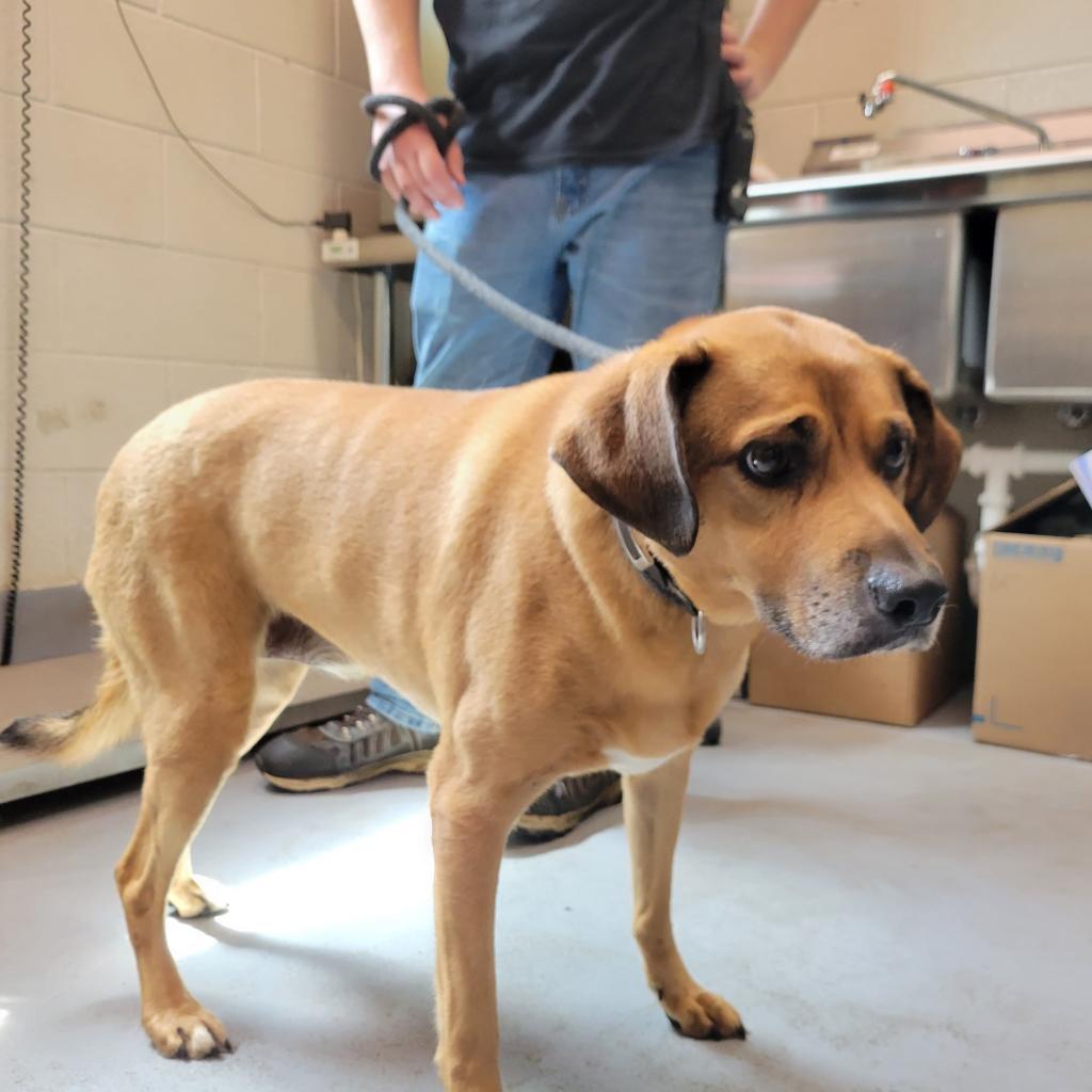 Kingston, an adoptable Mixed Breed in Beckley, WV, 25802 | Photo Image 6