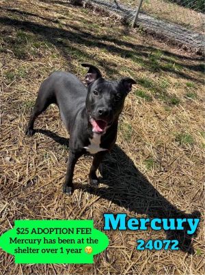 Mercury is a happy boy around 2 years old and 45 pounds He likes other dogs and loves to play