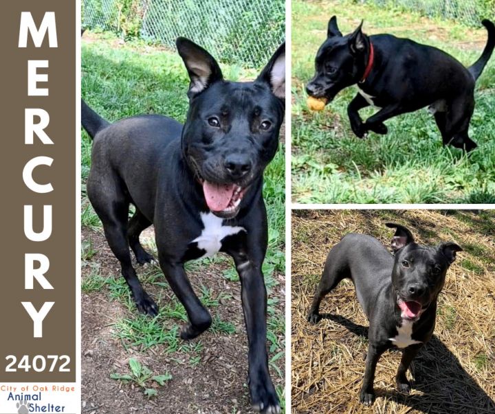 Dog For Adoption - Mercury, A Boxer & Labrador Retriever Mix In Oak 