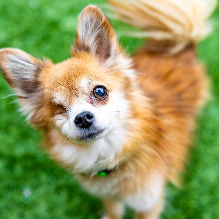 Texas, an adoptable Pomeranian Mix in Naperville, IL_image-1