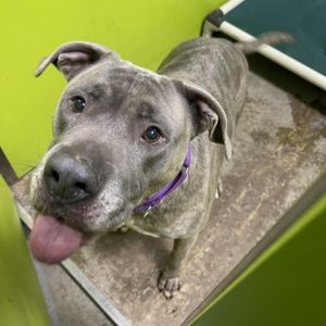 Meet Rex a vibrant 5-year-old Pitbull with a heart full of playfulness and ener