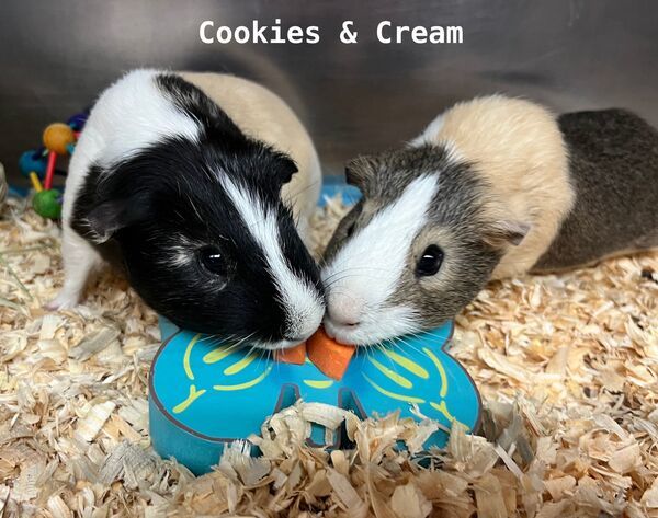 Guinea pig clearance cookies