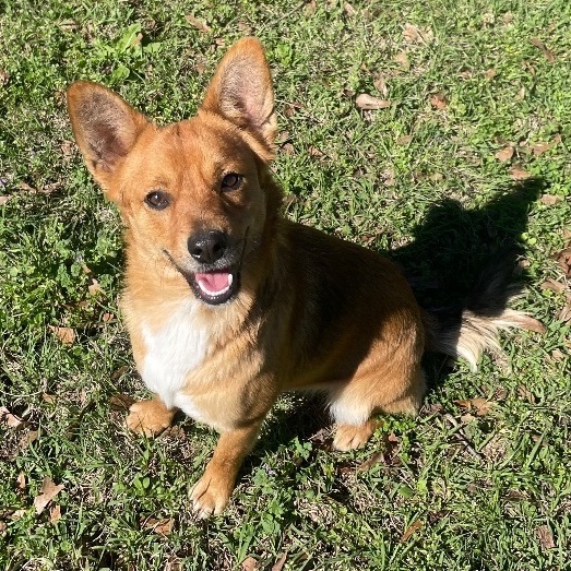 Corgi cross best sale for adoption