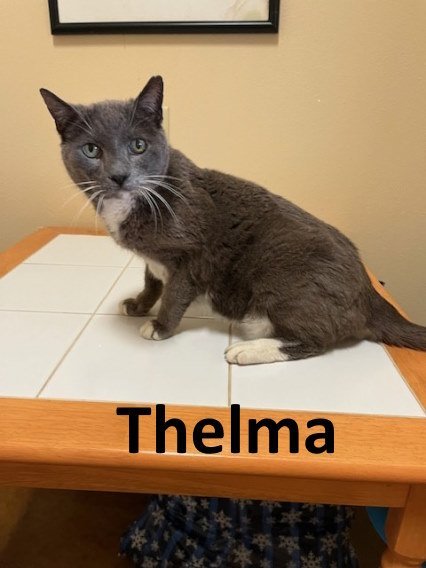 Thelma, an adoptable Domestic Short Hair in Mountain View, AR, 72560 | Photo Image 2