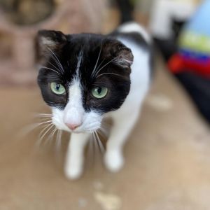 Hi my name is Kuri I have unfortunately spent my whole life in a shelter Even though Im getting o