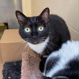 Kado Domestic Short Hair Cat