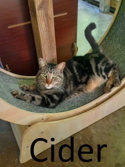 Cider, an adoptable Tabby, Domestic Medium Hair in Mountain View, AR, 72560 | Photo Image 1