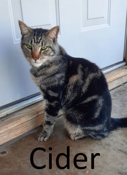 Cider, an adoptable Tabby, Domestic Medium Hair in Mountain View, AR, 72560 | Photo Image 3