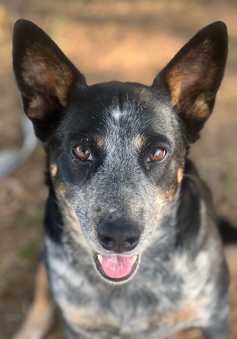 Dog for adoption - MAYA, an Australian Cattle Dog / Blue Heeler in ...