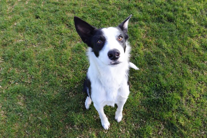 Brody, an adoptable Border Collie in Clovis, CA_image-3