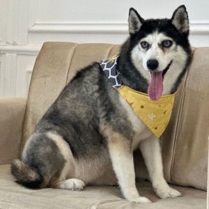 Dogs for Adoption Near Montr al QC Petfinder