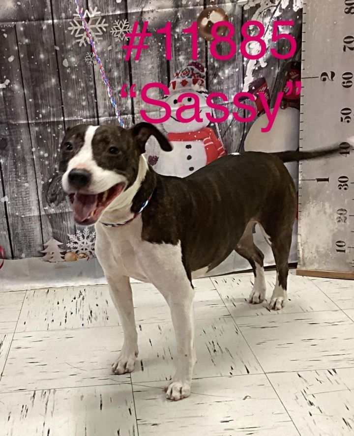 Dog for adoption Sassy a Terrier American Bully Mix in