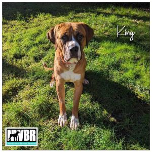 King 2 YO 85 Pounds Dog  Kid Friendly Crate  Leash Trained Fostered in Gig Harbor WA Hi Im
