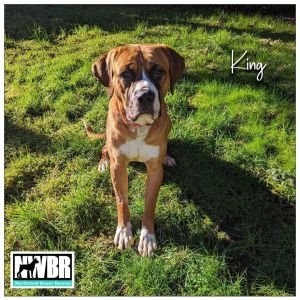 King Boxer Dog