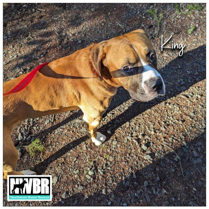 King best sale boxer dog