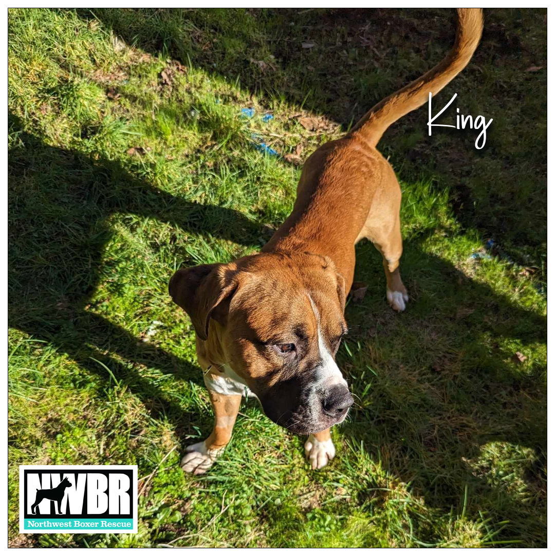 King, an adoptable Boxer, Mastiff in Woodinville, WA, 98072 | Photo Image 3