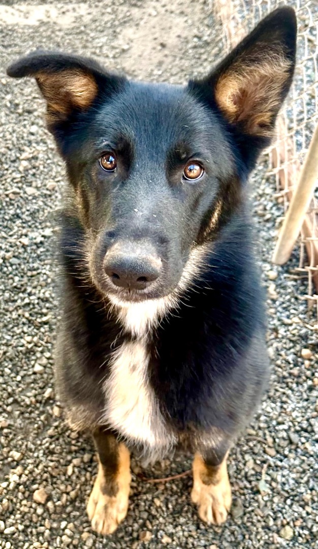 German shepherd cross kelpie hot sale puppy