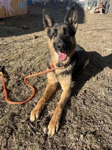 Dog for adoption - QUEEN, a German Shepherd Dog in West Valley City, UT ...