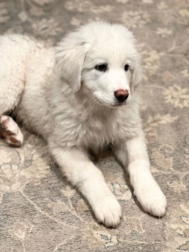 Millie, an adoptable Great Pyrenees & Maremma Sheepdog Mix in Albany, NY_image-1