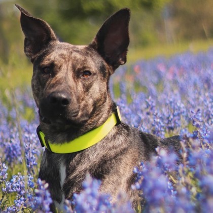 Nico, an adoptable Pit Bull Terrier & Cattle Dog Mix in Bryan, TX_image-1
