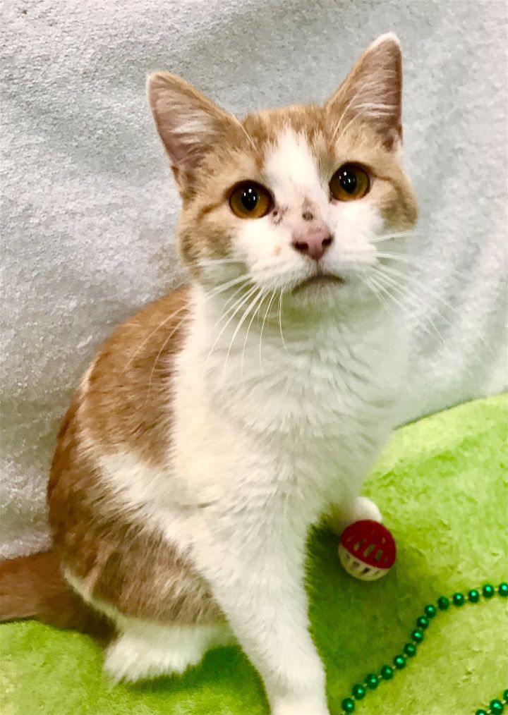 Creamsicle, an adopted Domestic Short Hair Mix in Dublin, OH_image-1