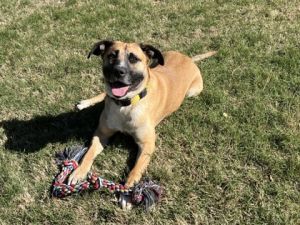 Flicka is a solid 3 year old boy at 78 lbs and gaining solid ground at his foster home with