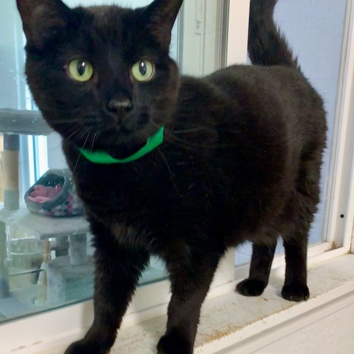 CHARLIE (Neutered!), an adopted Domestic Short Hair in Crossville, TN_image-1