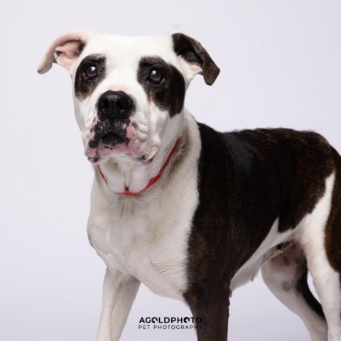 Monique, an adoptable American Bulldog Mix in Tampa, FL_image-1