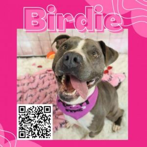 Birdie, Senior Female Pit Bull Terrier