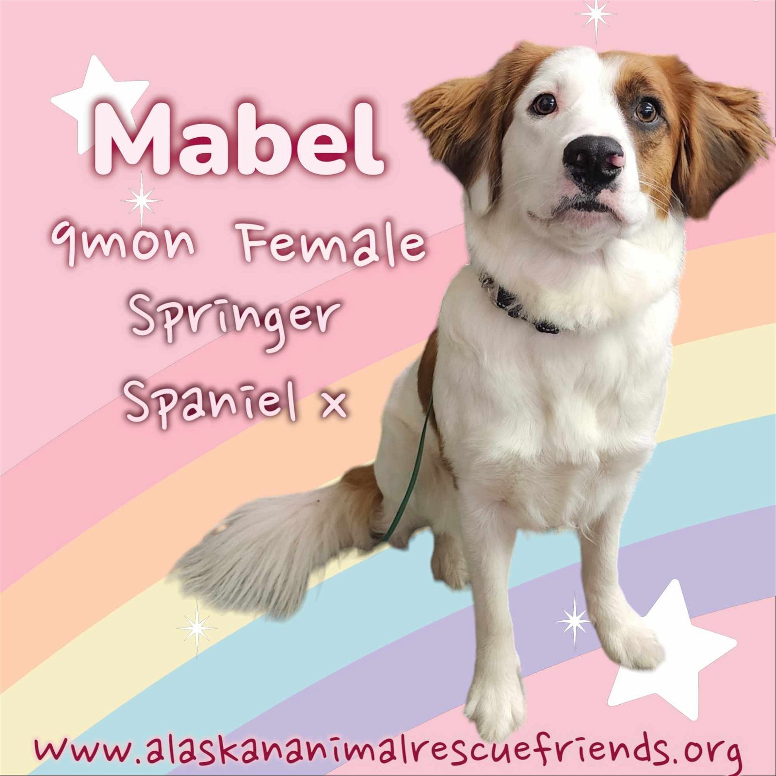 Mabel, an adoptable English Springer Spaniel in Anchorage, AK, 99503 | Photo Image 2