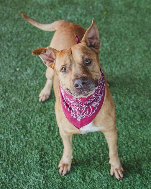 DUTCH, an adoptable German Shepherd Dog, Mixed Breed in Miami, FL, 33122 | Photo Image 1