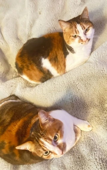 Yvonne and Yvette - Offered by Owner - Sister Pair, an adoptable Calico, Domestic Short Hair in Hillsboro, OR, 97123 | Photo Image 1