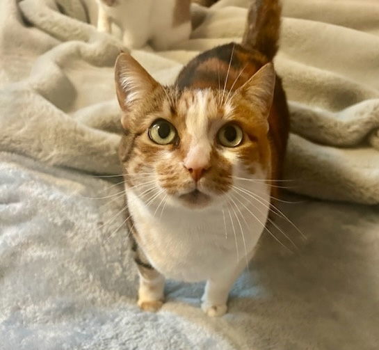 Yvonne and Yvette - Offered by Owner - Sister Pair, an adoptable Calico, Domestic Short Hair in Hillsboro, OR, 97123 | Photo Image 3