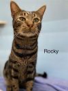 Rocky - Center photo 2