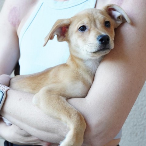 Dog for adoption Dante the puppy Costa Mesa Location