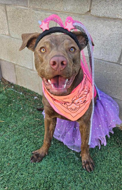 Tay, an adoptable Pit Bull Terrier in Cortez, CO, 81321 | Photo Image 1