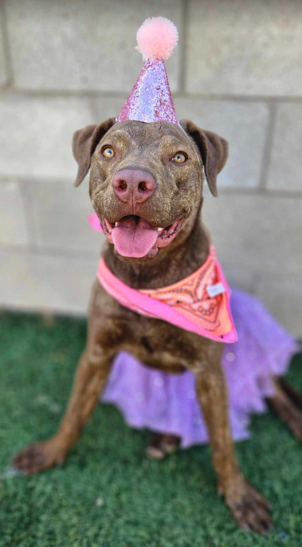 Tay, an adoptable Pit Bull Terrier in Cortez, CO, 81321 | Photo Image 1