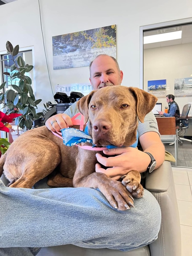 Tay, an adoptable Pit Bull Terrier in Cortez, CO, 81321 | Photo Image 1