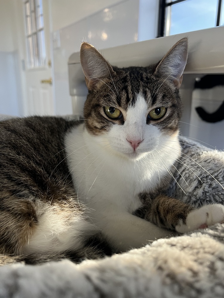 Cleo, an adoptable Domestic Short Hair, Tabby in Oakdale, CA, 95361 | Photo Image 1