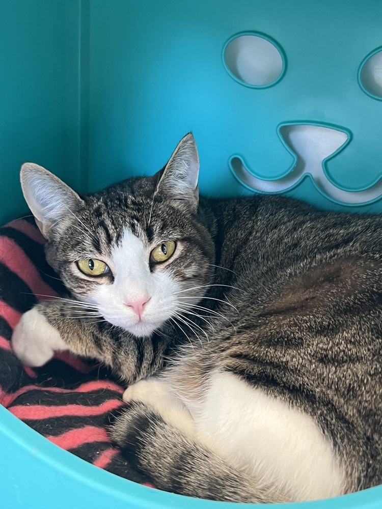 Cleo, an adoptable Domestic Short Hair, Tabby in Oakdale, CA, 95361 | Photo Image 2