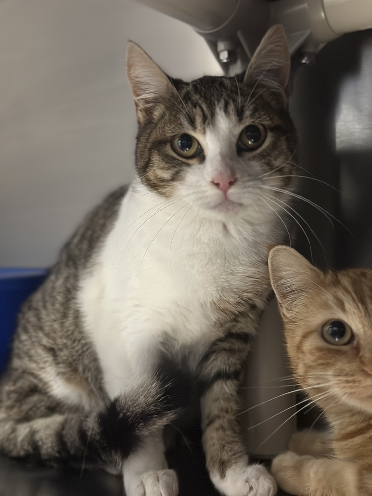 Cleo, an adoptable Domestic Short Hair, Tabby in Oakdale, CA, 95361 | Photo Image 4