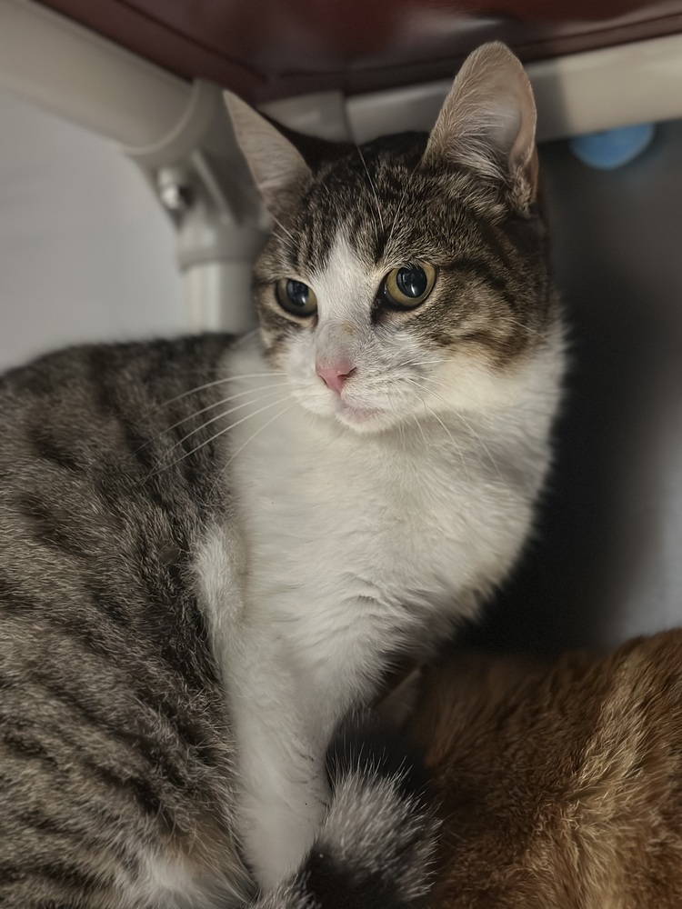 Cleo, an adoptable Domestic Short Hair, Tabby in Oakdale, CA, 95361 | Photo Image 5