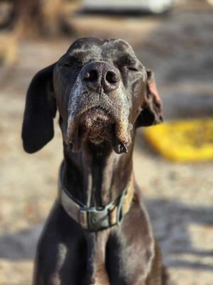 Gus, Adult Male Great Dane