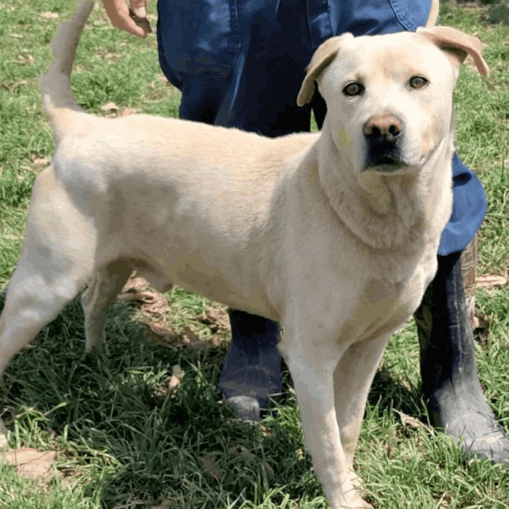 Lab chow clearance puppy