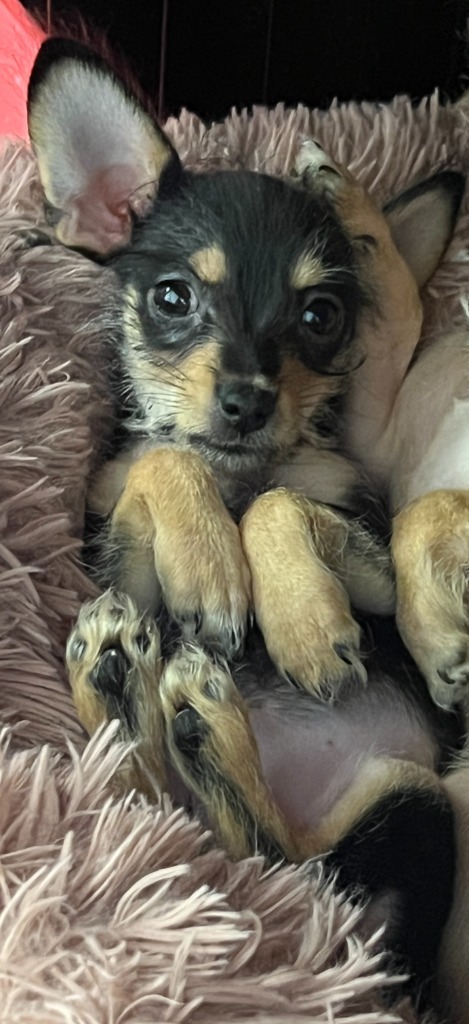 Calista (tea cup chi)